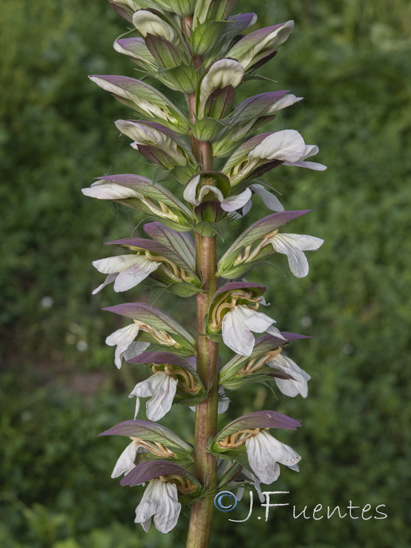 Acanthus mollis.17