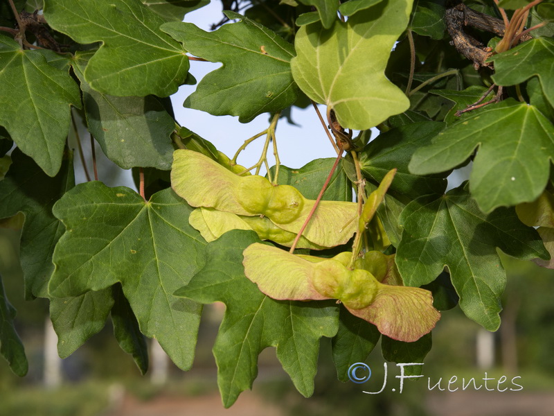 Acer campestre.02