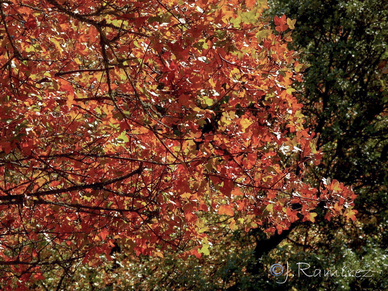 Acer monspessulanum monspesulanus.09