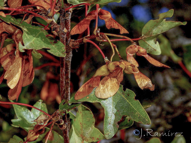 Acer monspessulanum monspesulanus.10