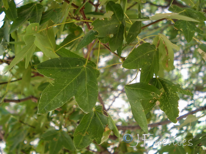 Acer monspesulanum.02