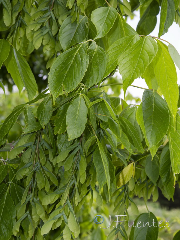 Acer negundo.01