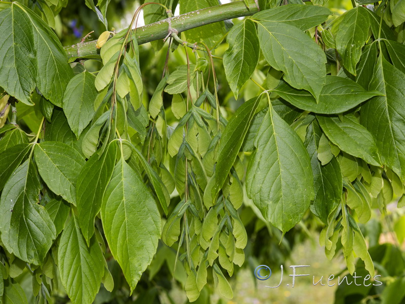 Acer negundo.02