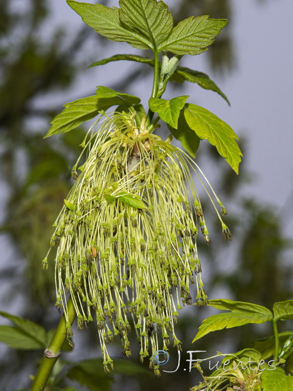 Acer negundo.03