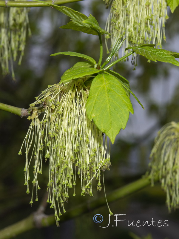 Acer negundo.04