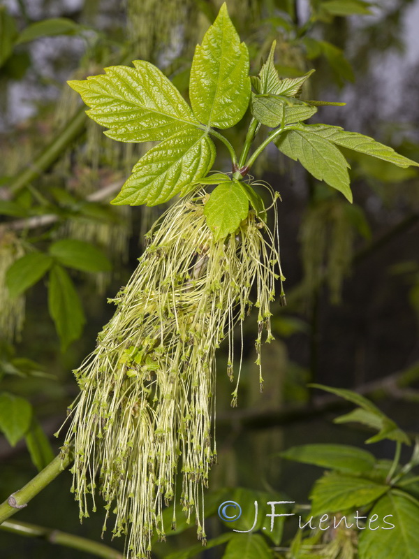 Acer negundo.05