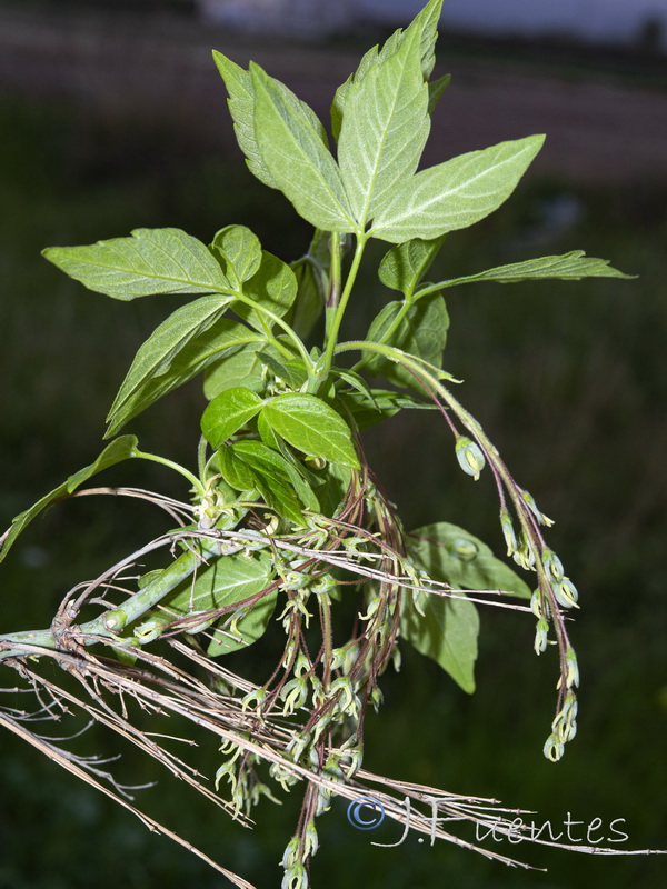 Acer negundo.06