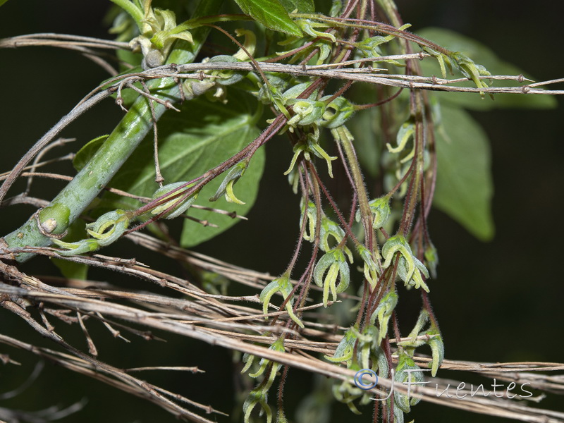 Acer negundo.07