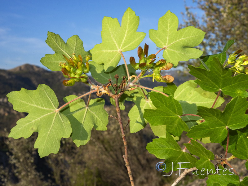Acer opalus granatense.01