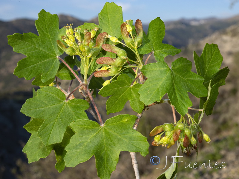 Acer opalus granatense.02