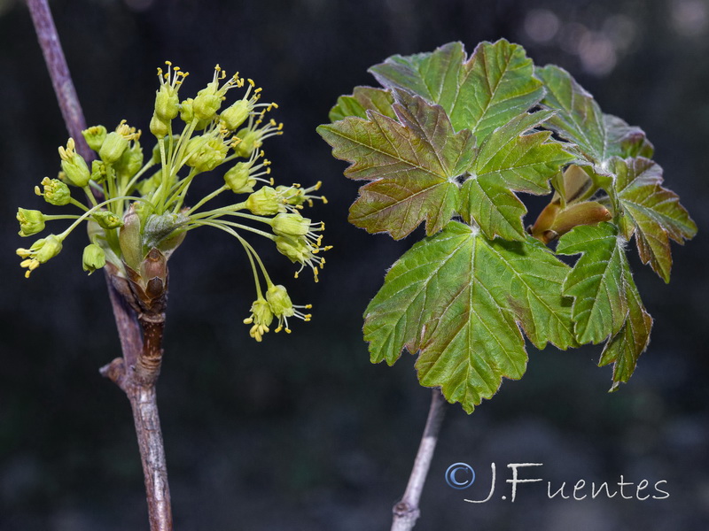Acer opalus granatense.03