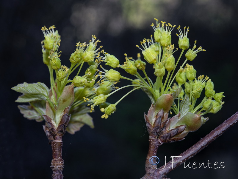 Acer opalus granatense.04