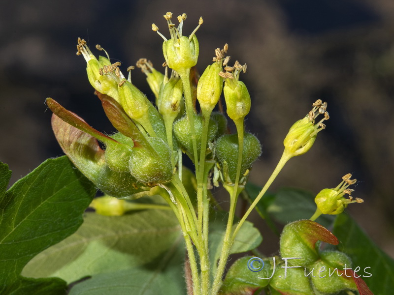 Acer opalus granatense.05