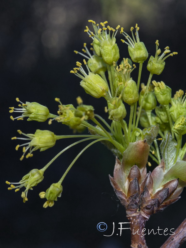 Acer opalus granatense.06