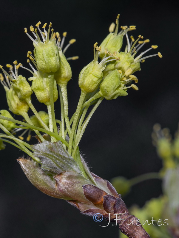 Acer opalus granatense.08