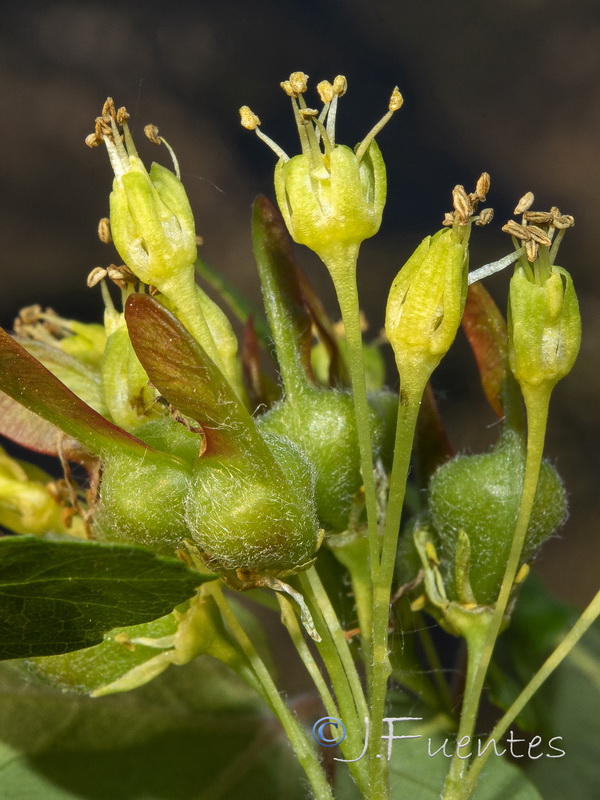 Acer opalus granatense.09