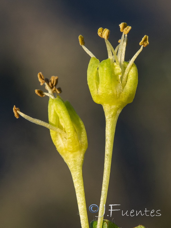 Acer opalus granatense.10