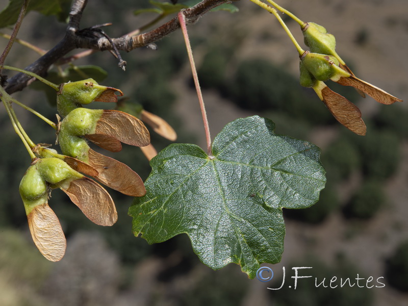 Acer opalus granatense.11