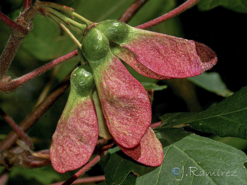 Acer opalus granatense.12