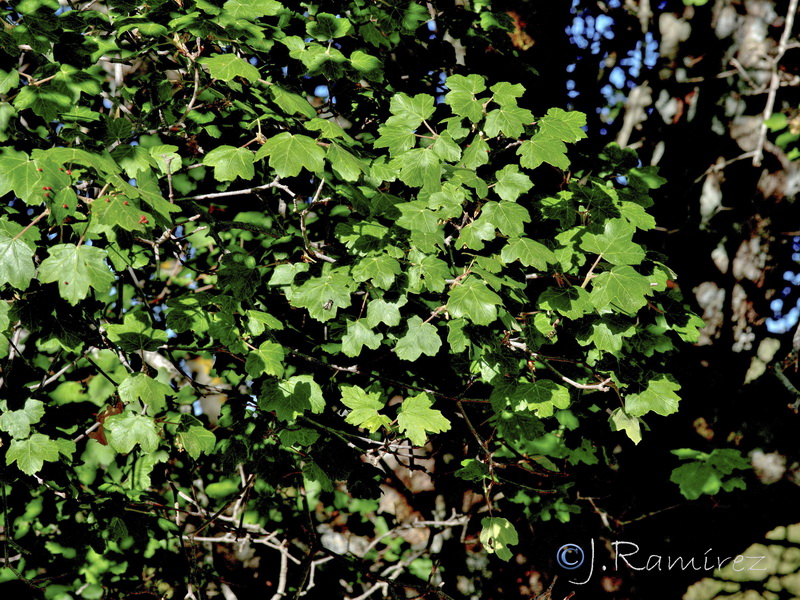 Acer opalus granatense.14