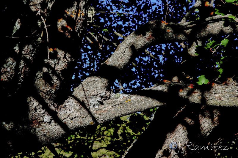 Acer opalus granatense.16