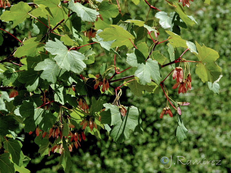 Acer opalus granatense.18
