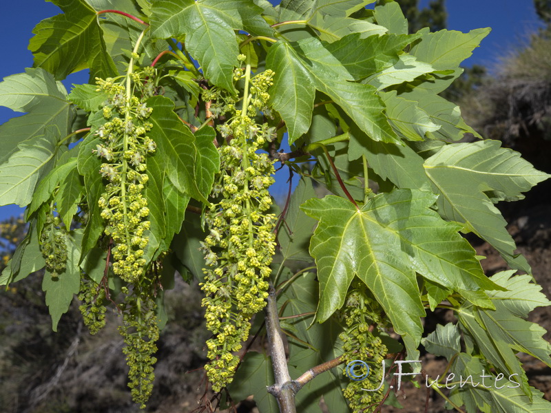 Acer pseudoplatanus.03