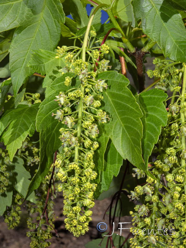Acer pseudoplatanus.06