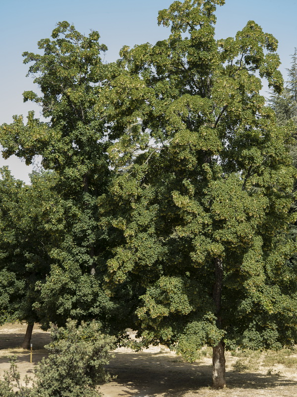 Acer pseudoplatanus.07