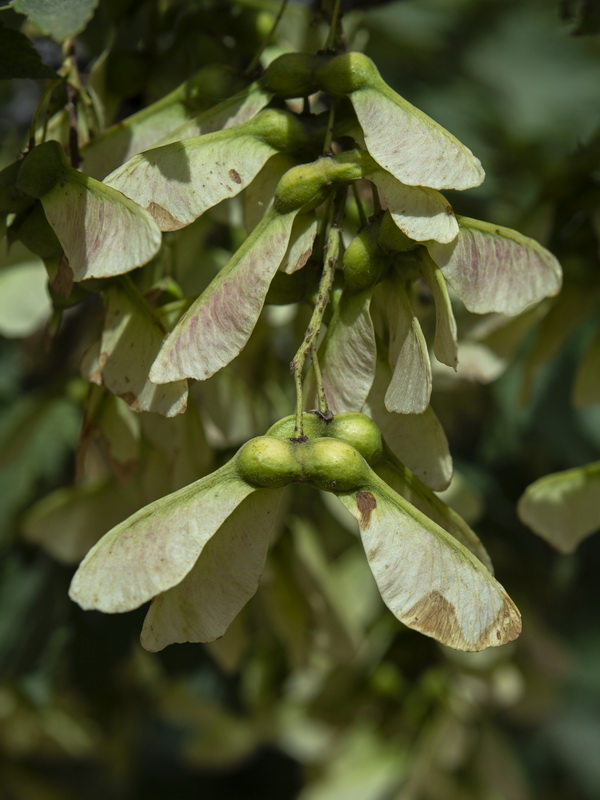 Acer pseudoplatanus.10