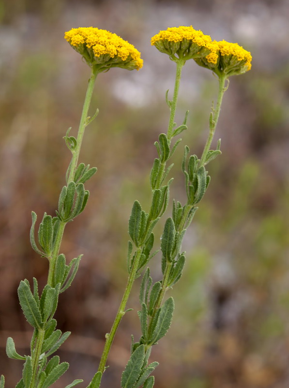 Achillea ageratum.06