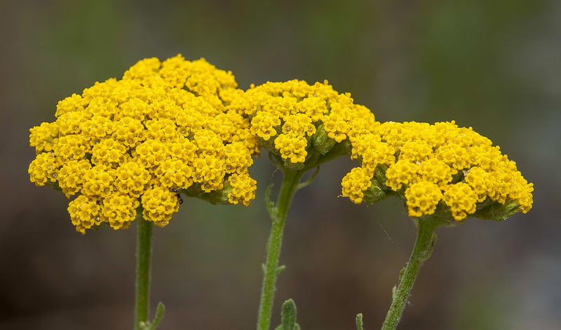 Achillea ageratum.07