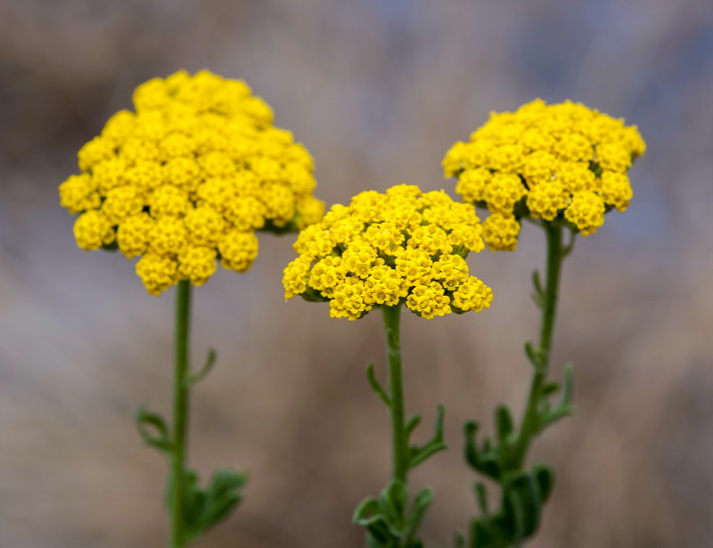 Achillea ageratum.08