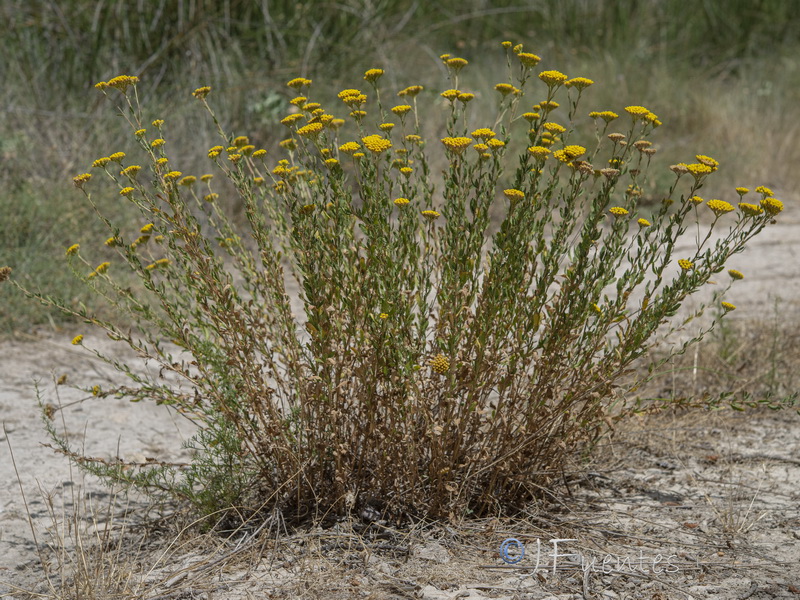 Achillea ageratum.16