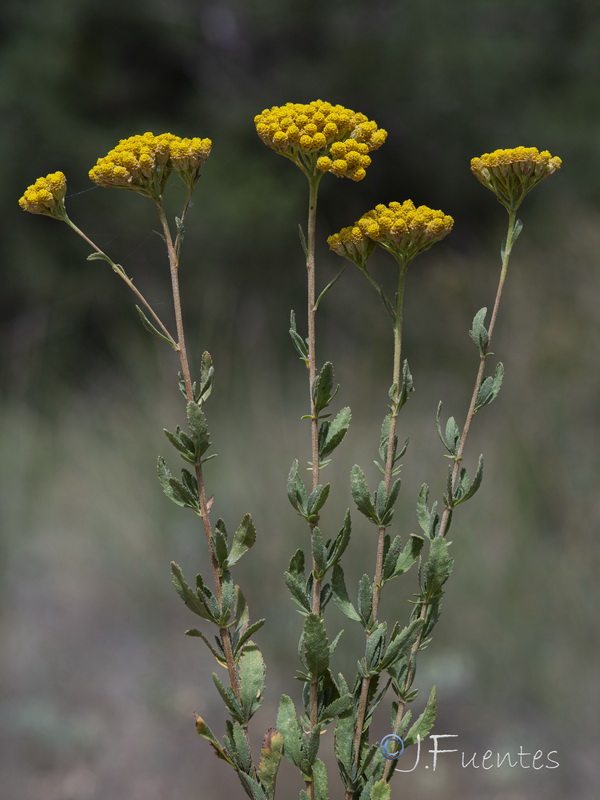 Achillea ageratum.17