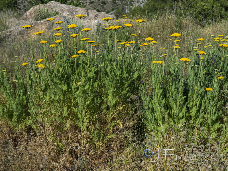 Achillea filipendulina.01