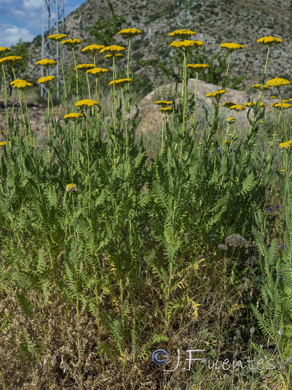Achillea filipendulina.02