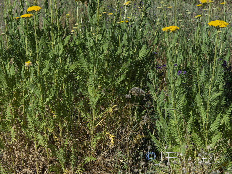 Achillea filipendulina.03
