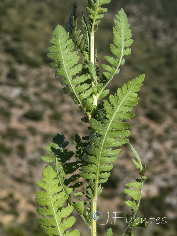 Achillea filipendulina.04