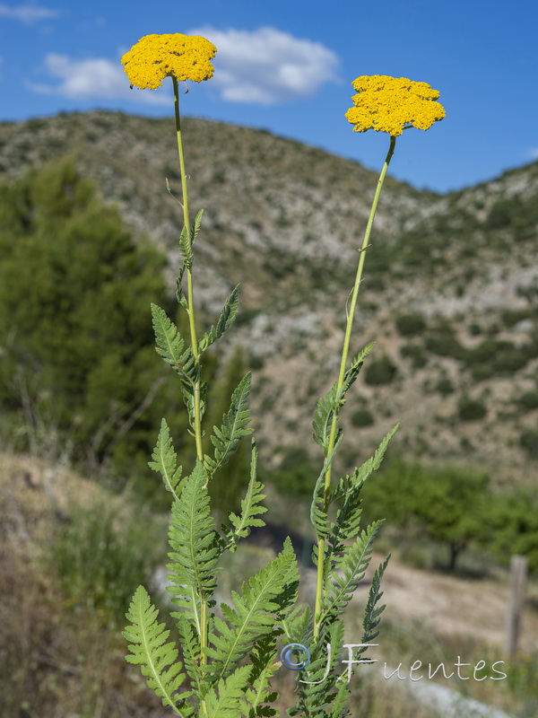 Achillea filipendulina.05