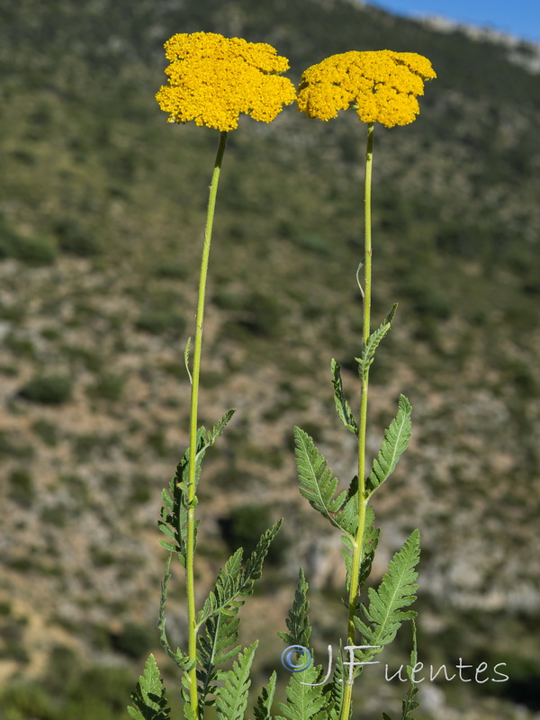 Achillea filipendulina.06