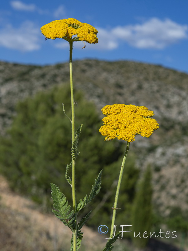 Achillea filipendulina.08