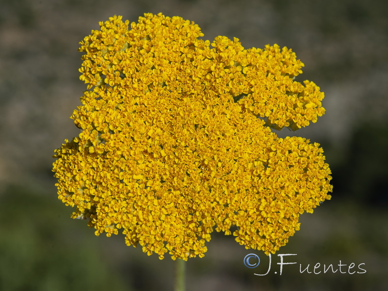 Achillea filipendulina.10