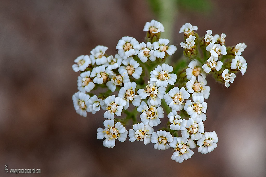 Achillea milleflorum