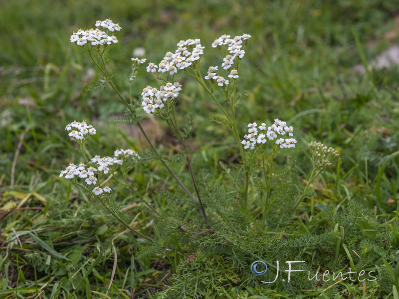 Achillea millefolium.01