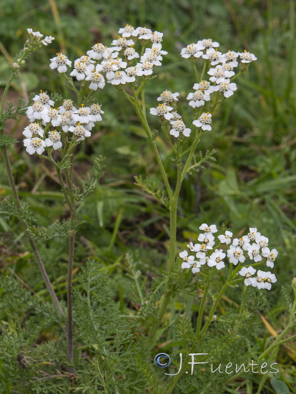 Achillea millefolium.02