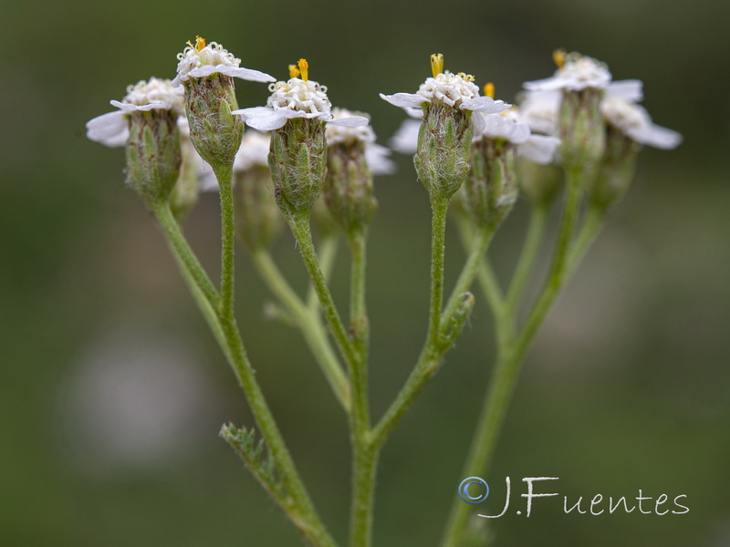 Achillea millefolium.05