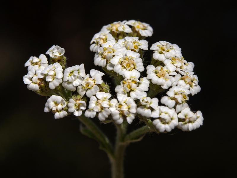 Achillea millefolium.07