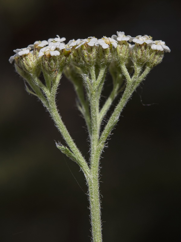 Achillea millefolium.08