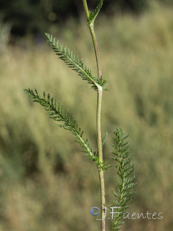 Achillea millefolium.09